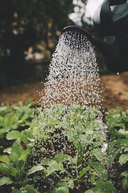 water being poured from a green watering can over a garden of small green sprouts