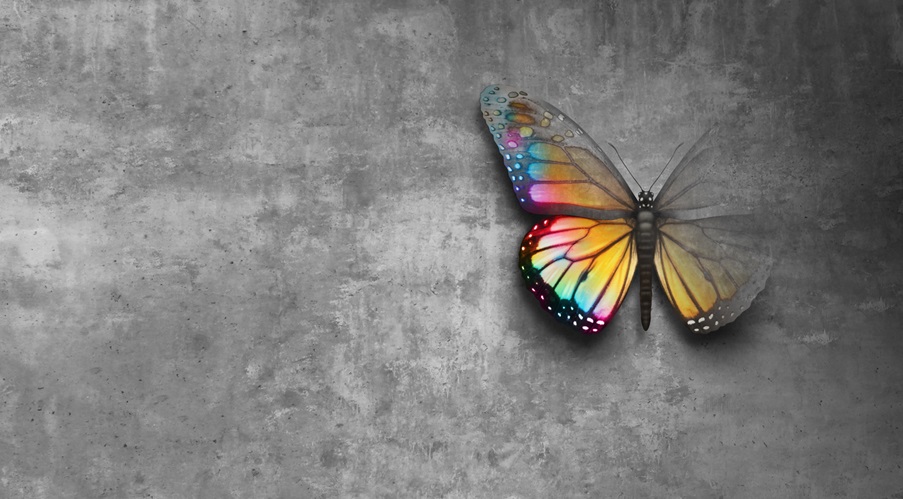 Colorful butterfly on a grey concrete wall