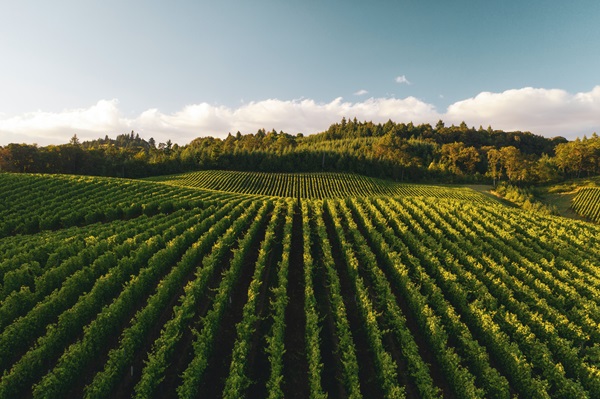 wide shot of a vineyard