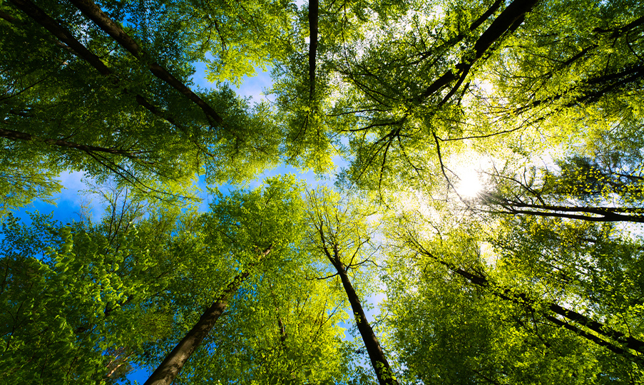 Looking up at the trees from the forest floor. Long tree trunks with plumes of vibrant green leaves extending into the bright blue sky