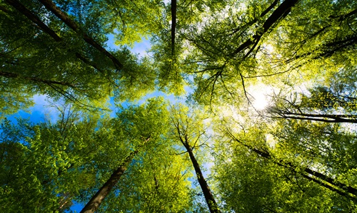 2 - For the Web - Editorial - A Brighter Day - Landing Page - iStock-1317323736 Looking up at the trees from the forest floor. Long tree trunks with plumes of vibrant green leaves extending into the bright blue sky